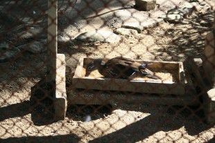 マニュアルモード２