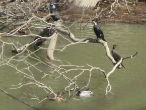 カワウ（3羽）とマガモ（2羽）