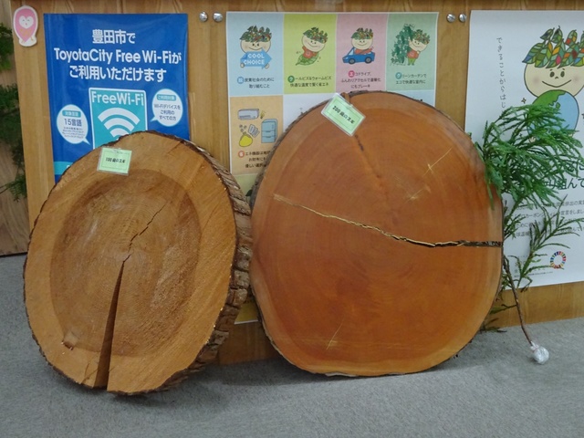 ２つの年輪を見比べてみよう！